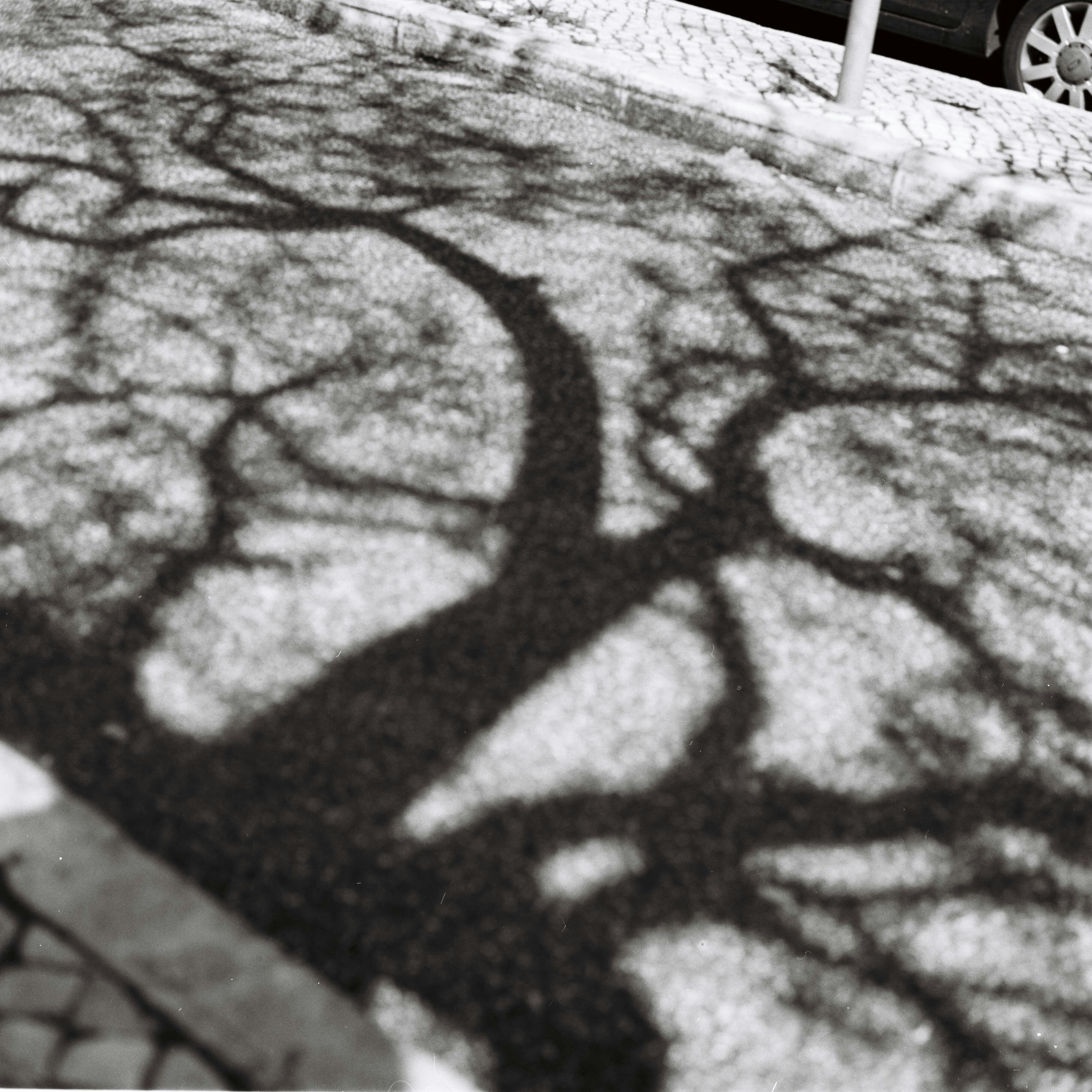 Artistic black and white photo of a tree shadow cast on a cobblestone street in Lisbon, Portugal.