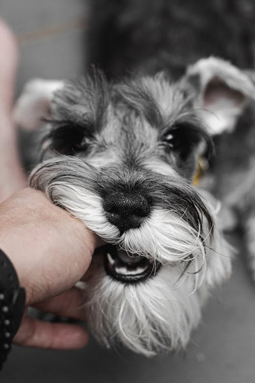 Persoon Met Zwart Wit Miniatuurschnauzer Pup
