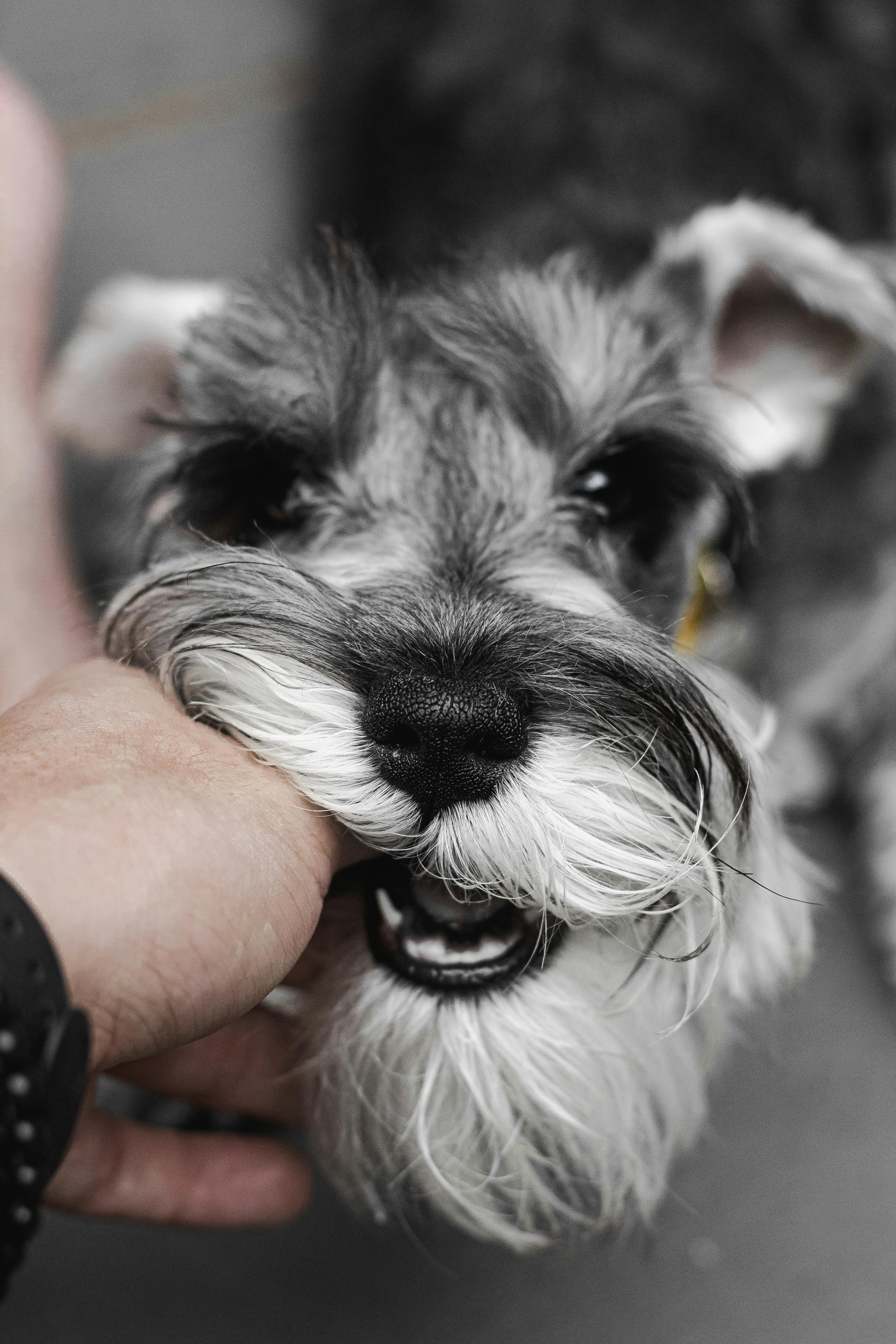 Black And White Dog Photos, Download The BEST Free Black And White Dog  Stock Photos & HD Images