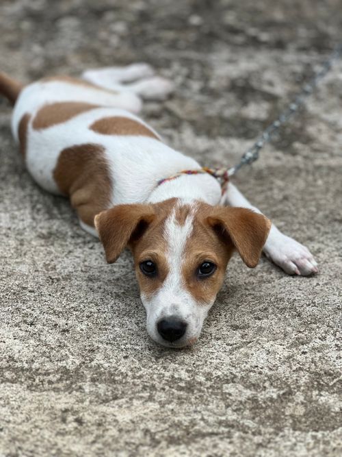 Free Adorable Jack Russell Terrier puppy lying on concrete ground outdoors, showcasing playful charm. Stock Photo