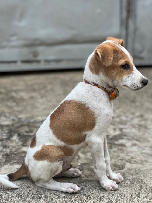 Free Adorable brown and white dog wearing a collar sits patiently outside on a concrete surface. Stock Photo