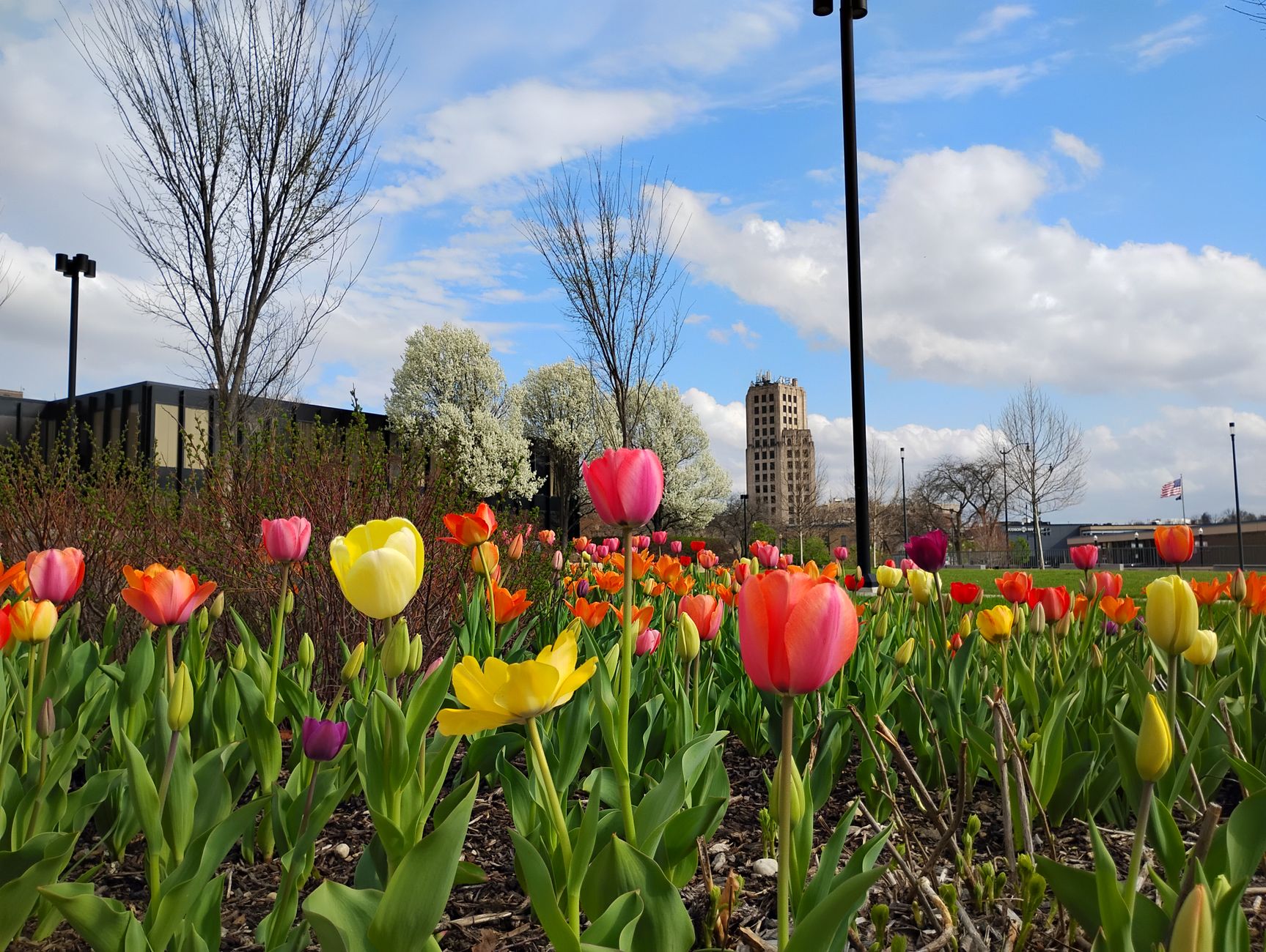 Door hanger delivery in Ann Arbor, MI Door hanger distribution and flyer delivery in Ann Arbor, MI — A colorful field of tulips in a city park with a distinctive building in the background, capturing the essence of spring. above neighborhoods DoorBlitz crews walk