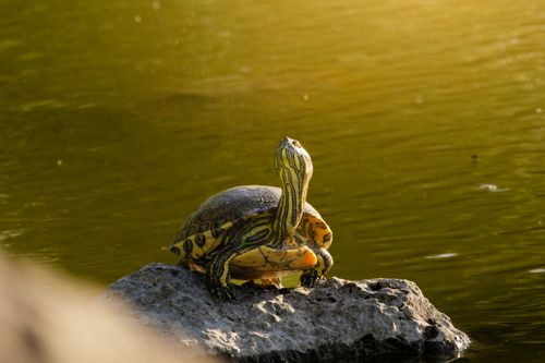 Free A turtle basks on a rock in a sunny pond in Mérida, Mexico, showcasing nature's beauty. Stock Photo