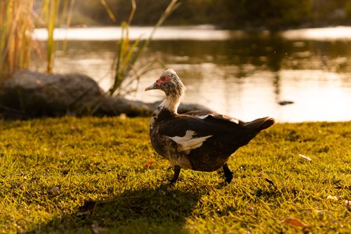 Free Muscovy duck walking on grass beside a tranquil lake at sunset in Mérida, México. Stock Photo