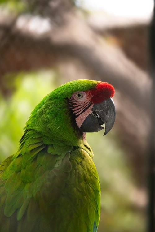 Free Vibrant green parrot with red markings perched outdoors in Mérida, Yucatán, Mexico. Stock Photo