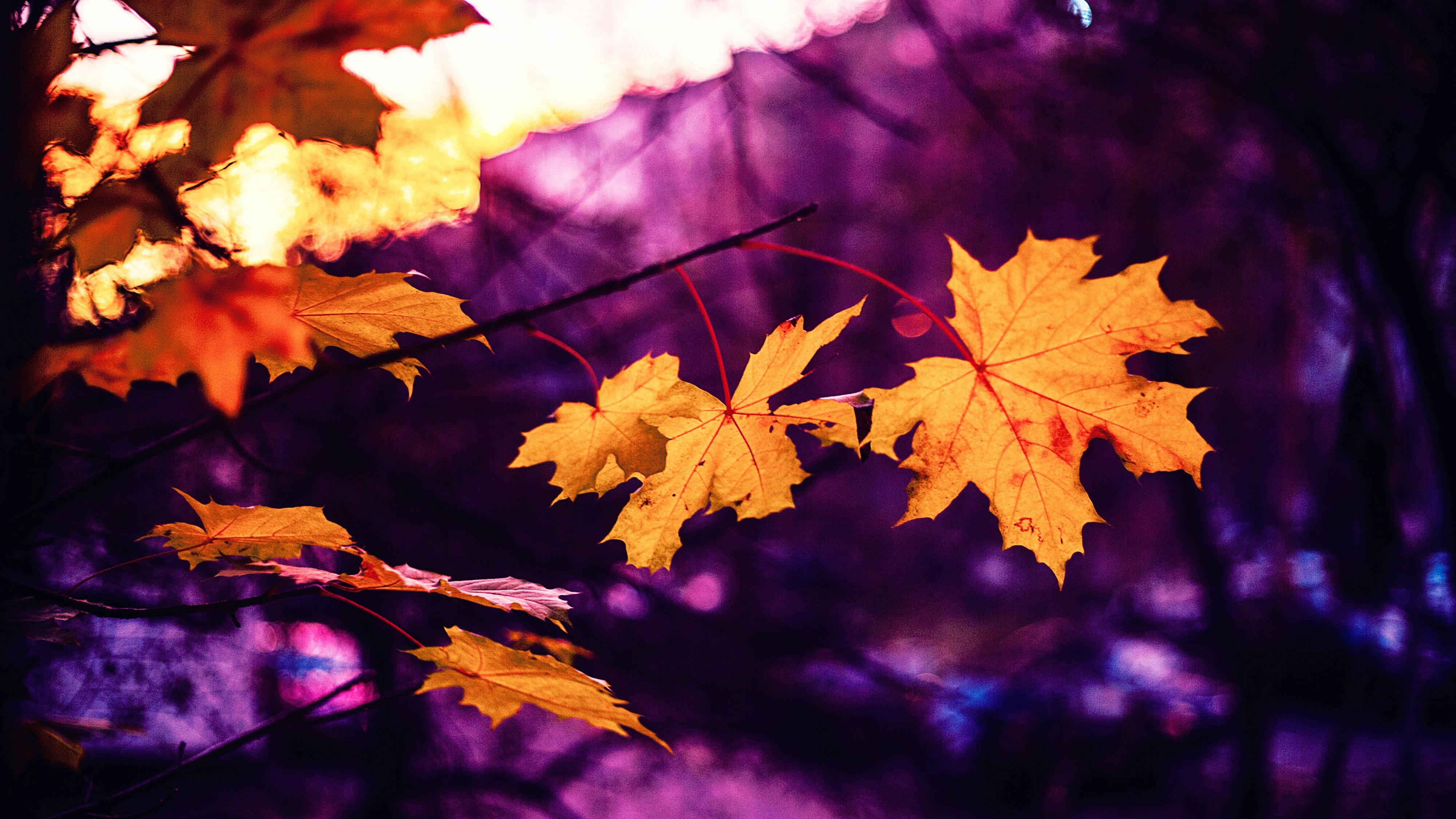 Free stock photo of autumn, autumn leaf, autumn leaves