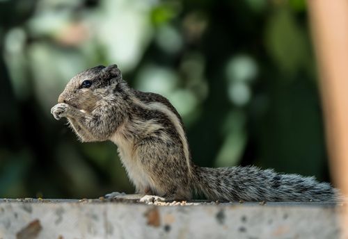 Free A detailed shot of a squirrel feeding on a ledge with blurred green foliage background. Stock Photo