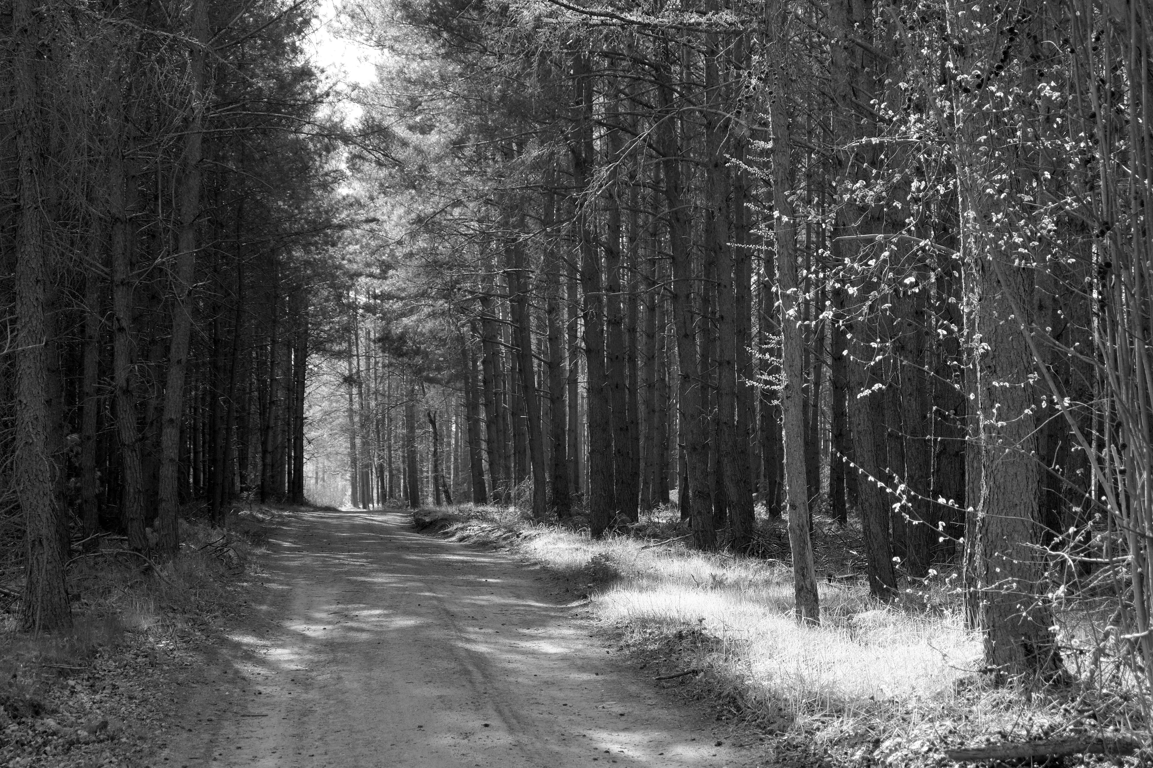 Tranquil Forest Pathway Captured in Black and White · Free Stock Photo