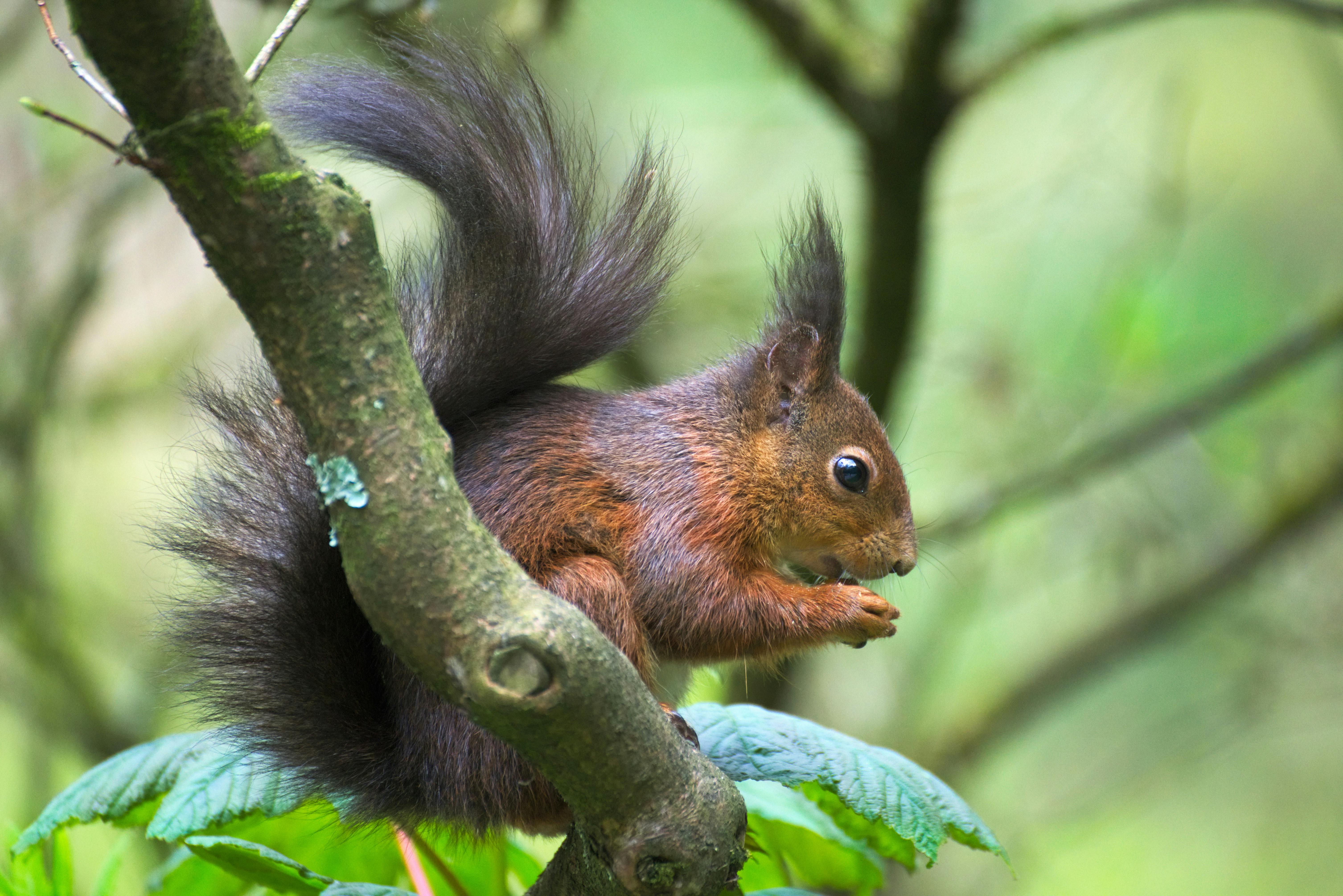 Free stock photo of animal, cute, forest