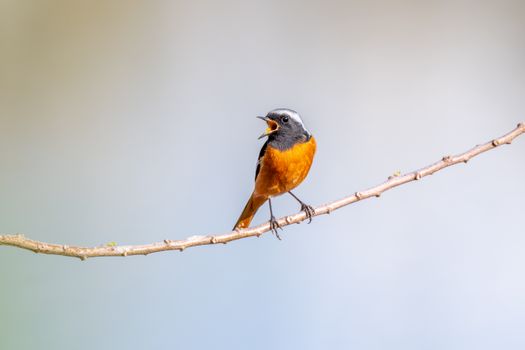 Redstart bird with striking plumage singing on a branch against a soft background.