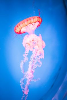 Close-up of a vibrant jellyfish against a blue background in Vietnam.