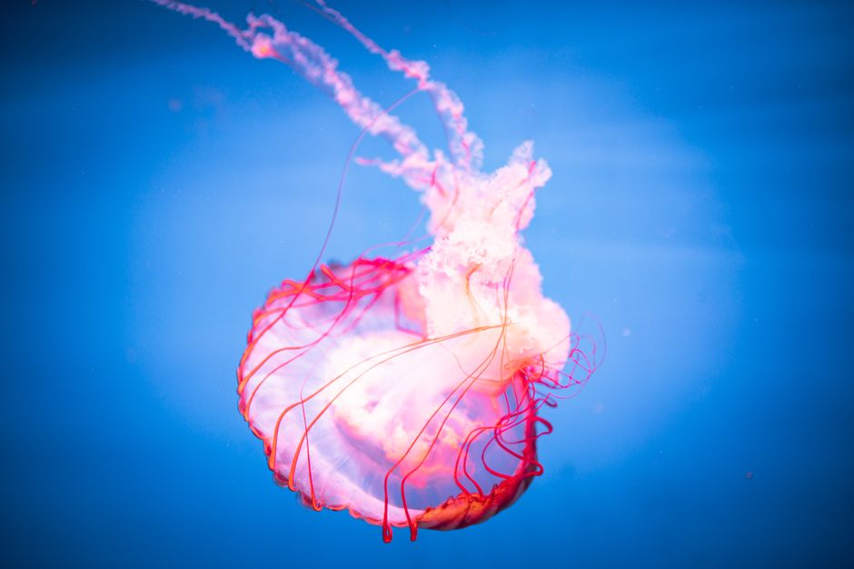 Organoid-Based Neuro-Computational Systems
