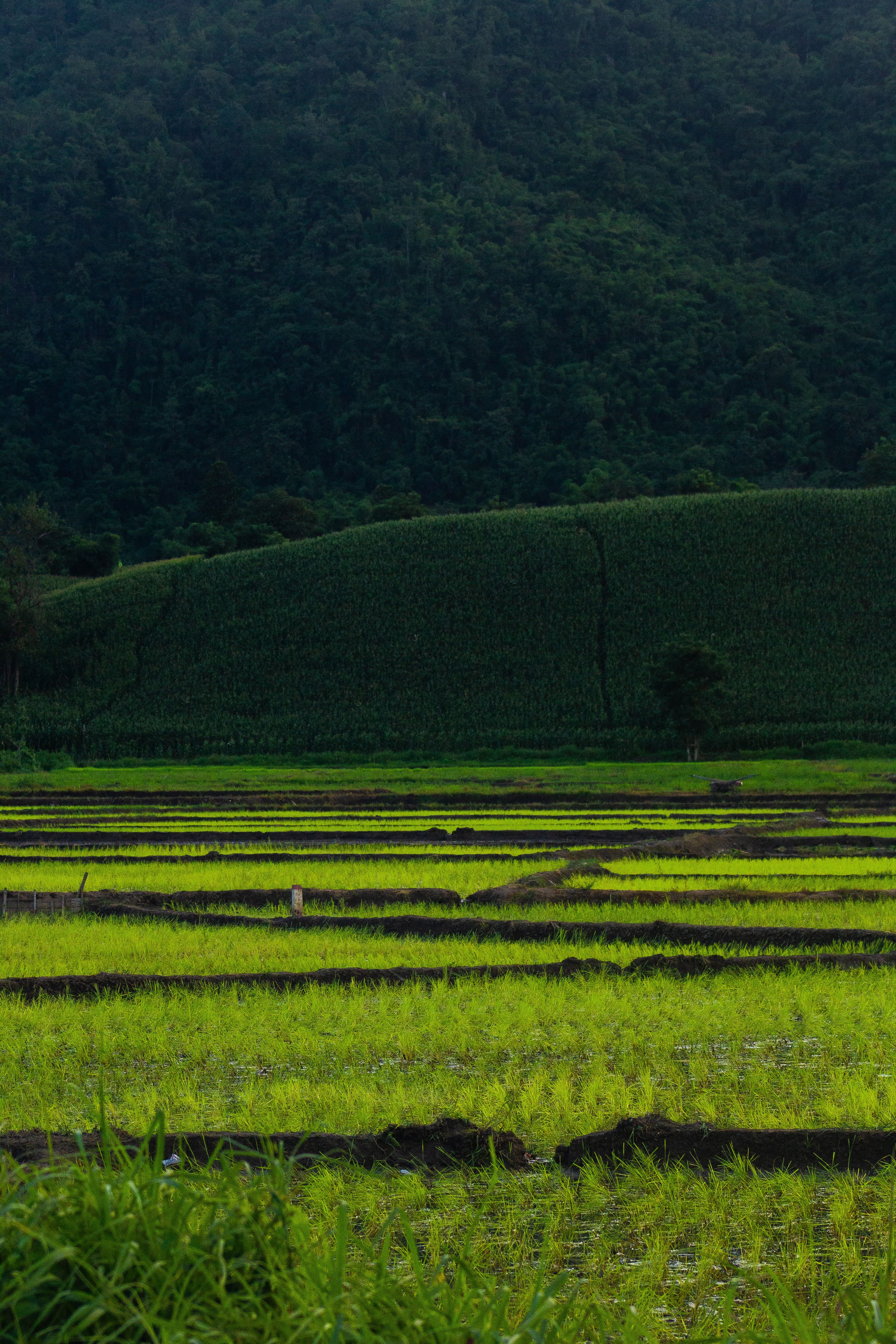 Lush Green Rice Terraces in a Mountainous Landscape · Free Stock Photo