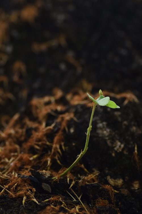 Free A small green sprout growing from dark soil, symbolizing new beginnings and growth. Stock Photo