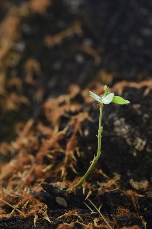 Free A young seedling sprouts amidst dark soil, highlighting natural growth and renewal. Stock Photo