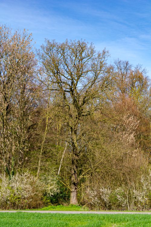 Free A lush oak tree surrounded by spring foliage in Coesfeld, Germany. Stock Photo