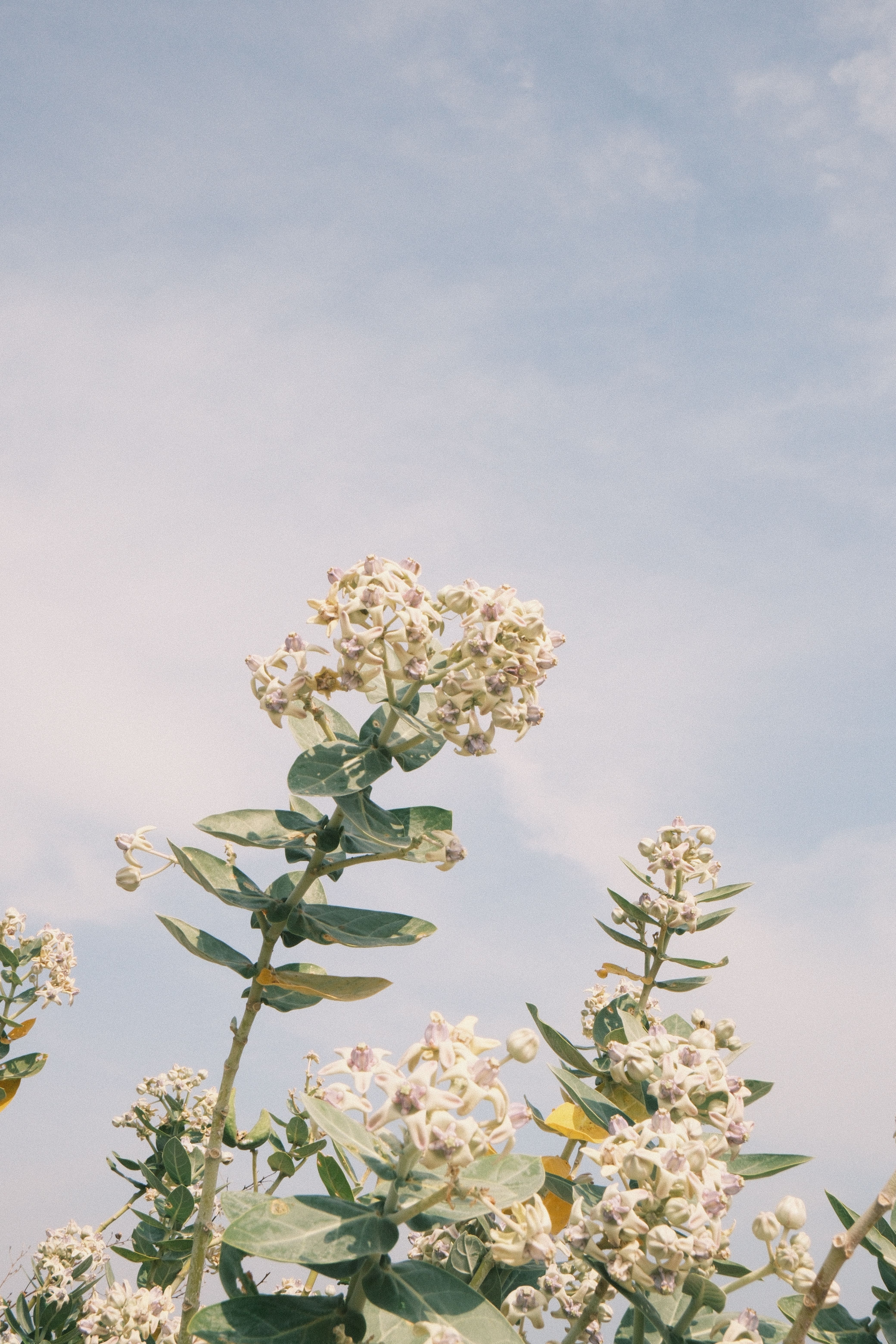 [ColoSach]-calotropis-gigantea-blooms-against-a-clear-sky-in-phan-thiet,-vietnam,-showcasing-tropical-beauty.