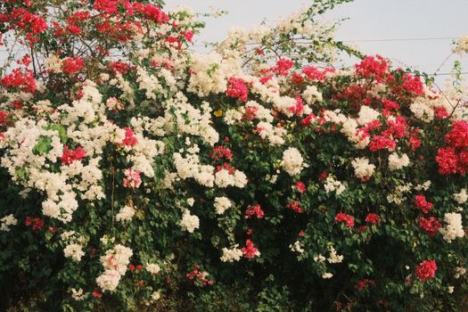 Vibrant display of red and white Bougainvillea flowers in Phan Thiet, Vietnam.