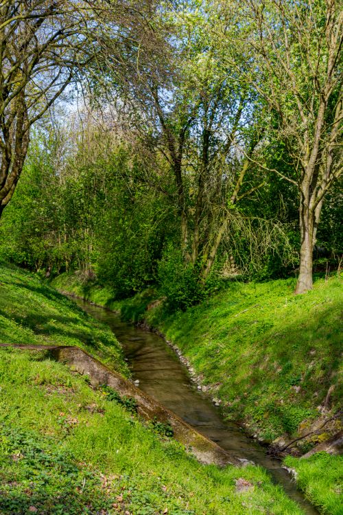 Free Lush green forest with a serene stream flowing through Coesfeld, Germany. Stock Photo