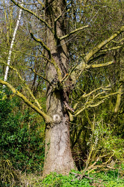 Free A towering oak tree with lush green foliage in a spring forest in Coesfeld. Stock Photo