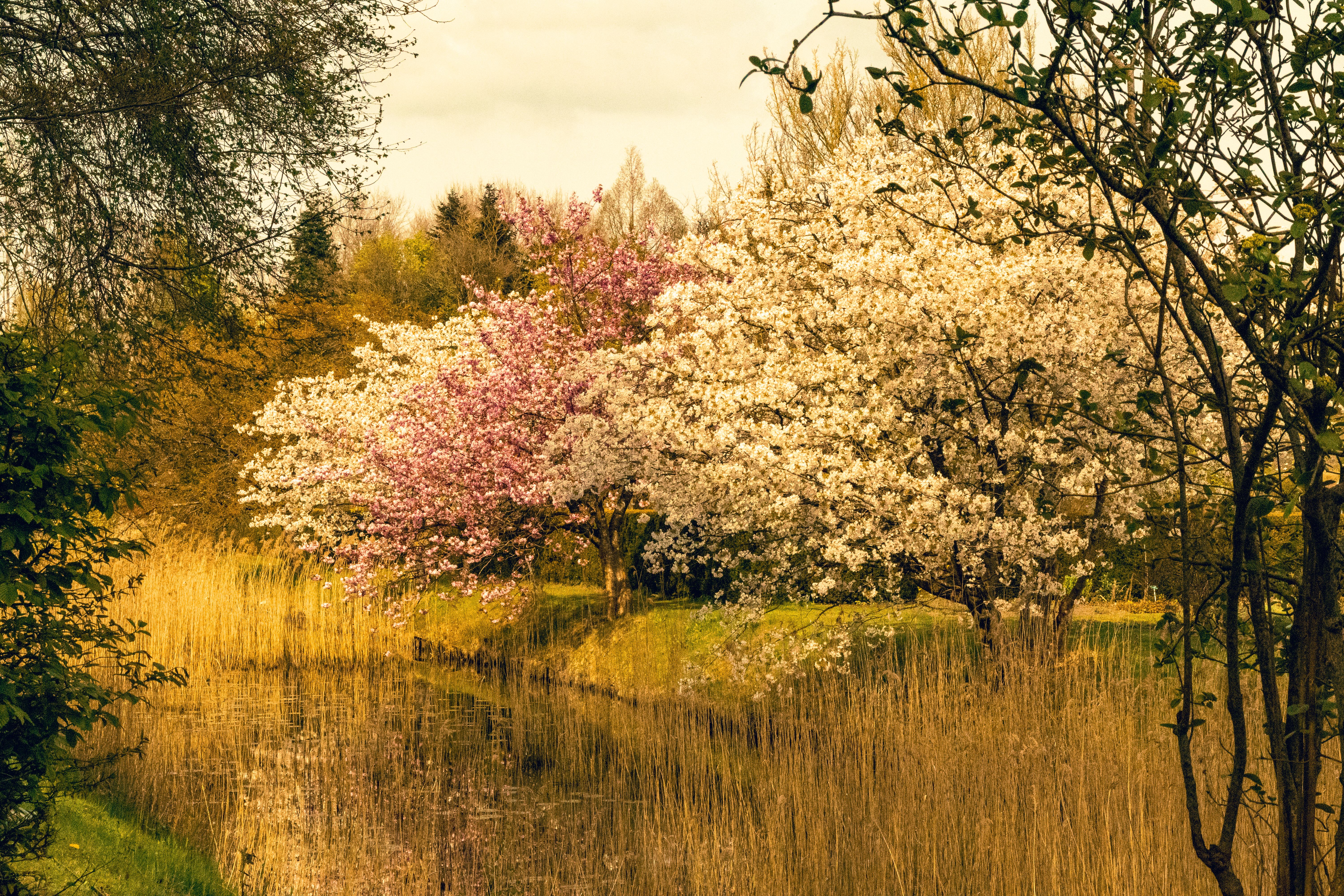 A serene spring landscape with blooming flowers and green trees
