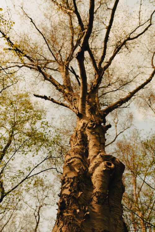 Free Dramatic upward shot of a birch tree with bare branches against a spring sky. Stock Photo