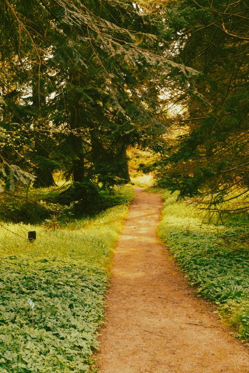 Free A serene pathway meandering through lush green forest with sunlight filtering through trees. Stock Photo