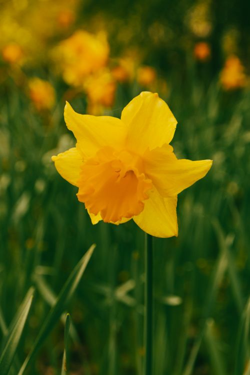 Free Close-up of a vibrant yellow daffodil flower in spring, showcasing its beauty against a lush green background. Stock Photo