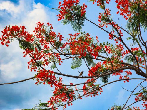 Free Stunning red blossoms on a tree branch set against a clear blue sky, capturing nature's beauty. Stock Photo
