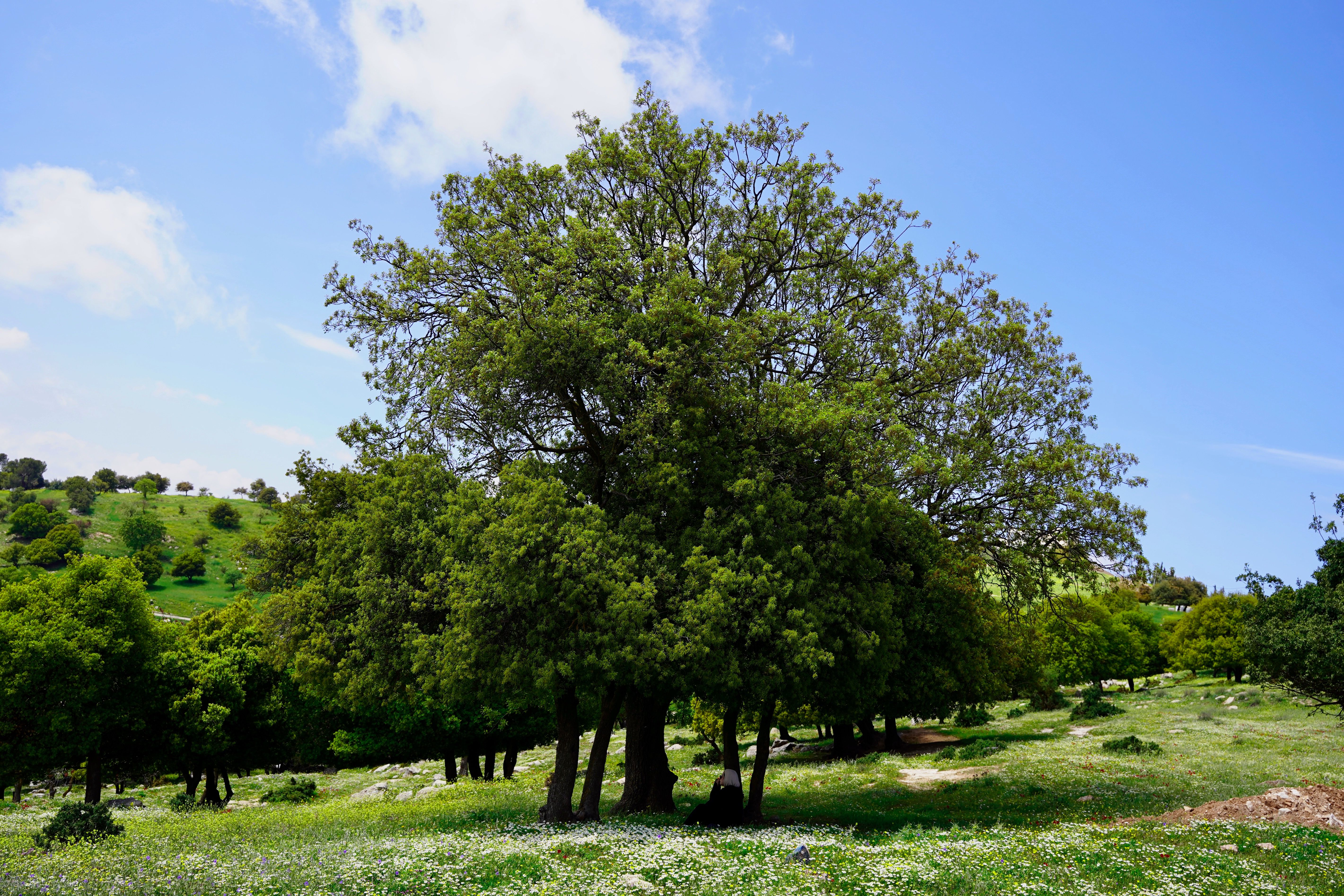 Park Green Trees In Jordan Photos, Download The BEST Free Park Green ...