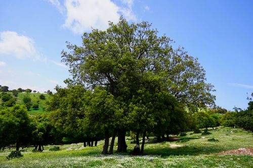 Free Beautiful spring landscape with dense trees and wildflowers in Jerash, Jordan under a clear sky. Stock Photo