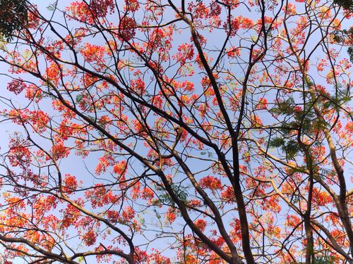 Free Flame tree with vibrant red blossoms silhouetted against a clear blue sky during spring. Stock Photo