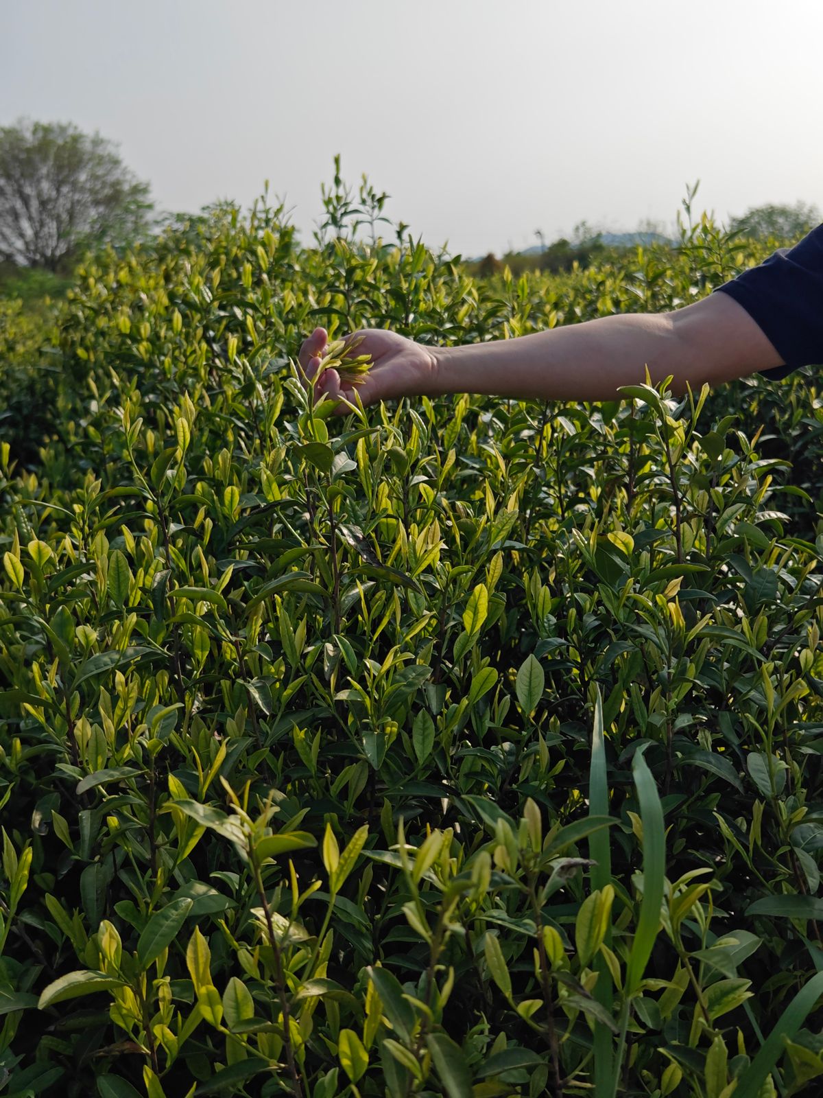 A hand reaching into a tea bush to pinch off a fresh shoot of pale new leaf above darker growth