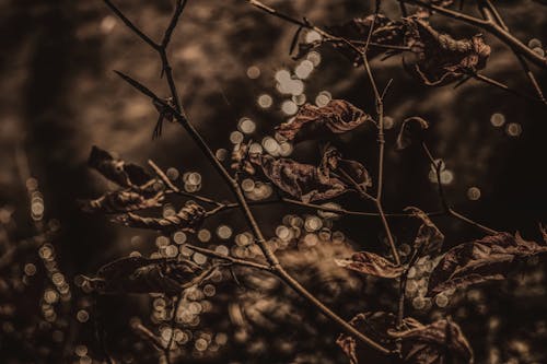 Free stock photo of branch, brown, close
