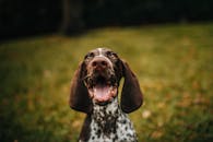 一只快乐的德国短毛指示犬在户外草地上张嘴的特写肖像
