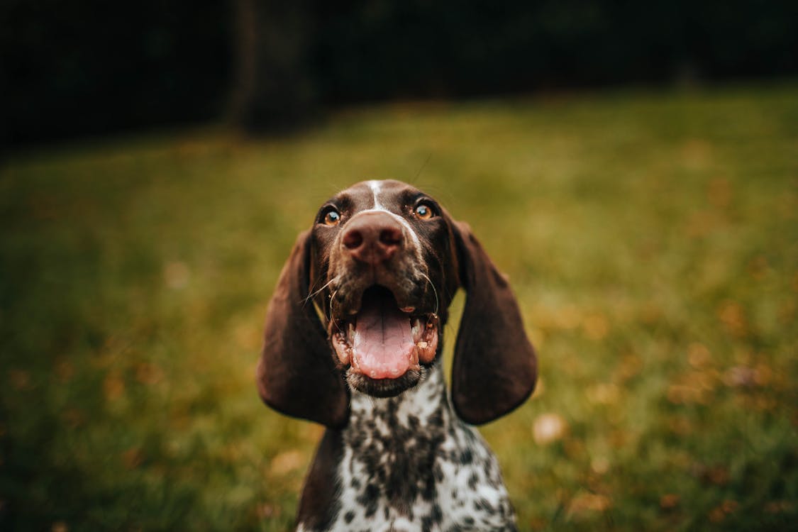 Happy Dog