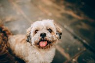 这只可爱的西施犬吐着舌头，散发着可爱的气息