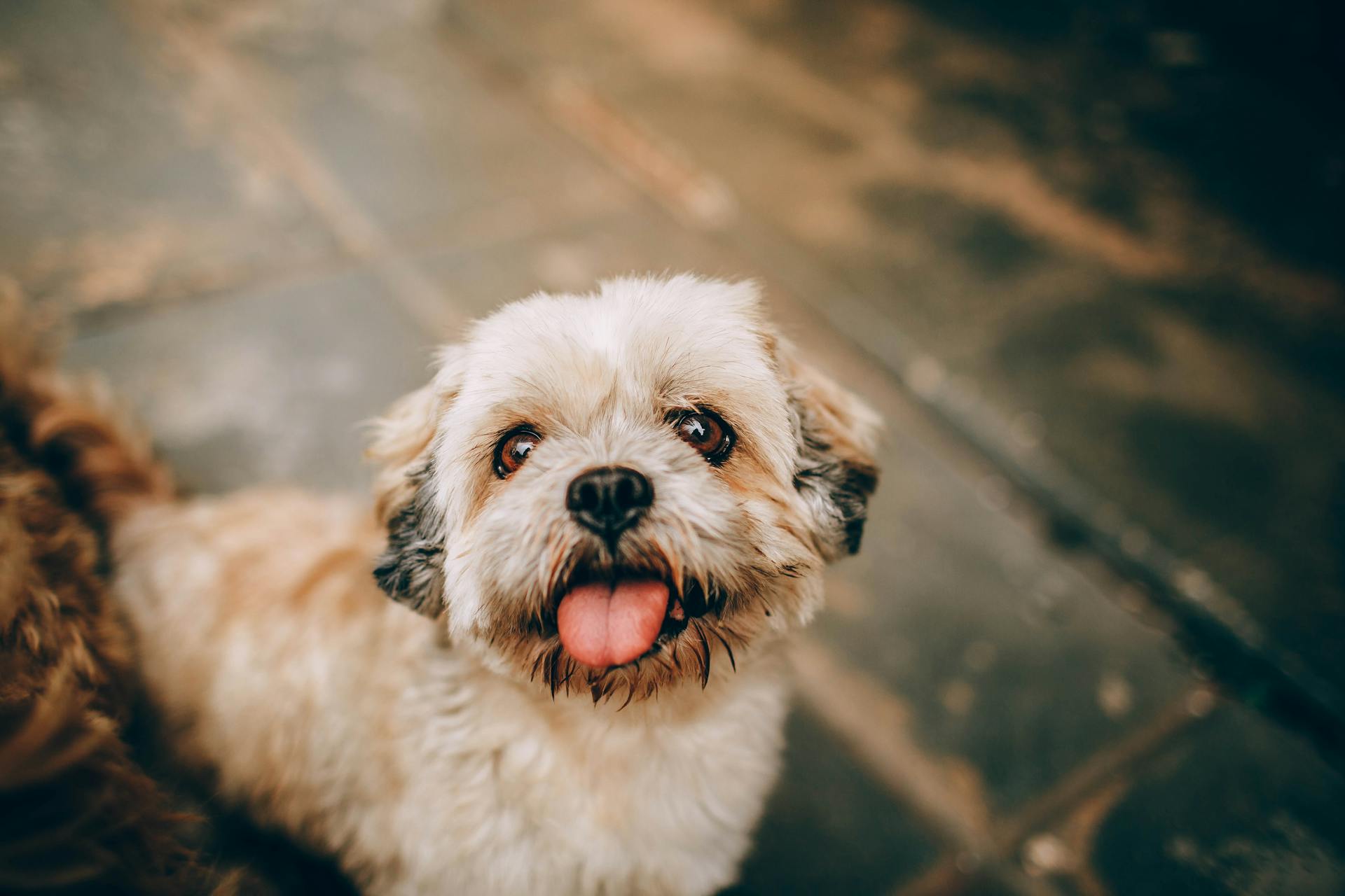 Witte en bruine langharige kleine hond