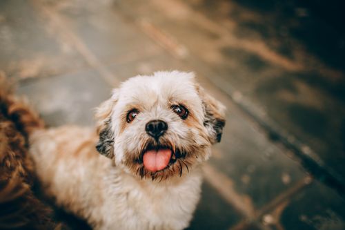 Free Charming portrait of a playful Shih Tzu puppy with tongue out, exuding cuteness. Stock Photo