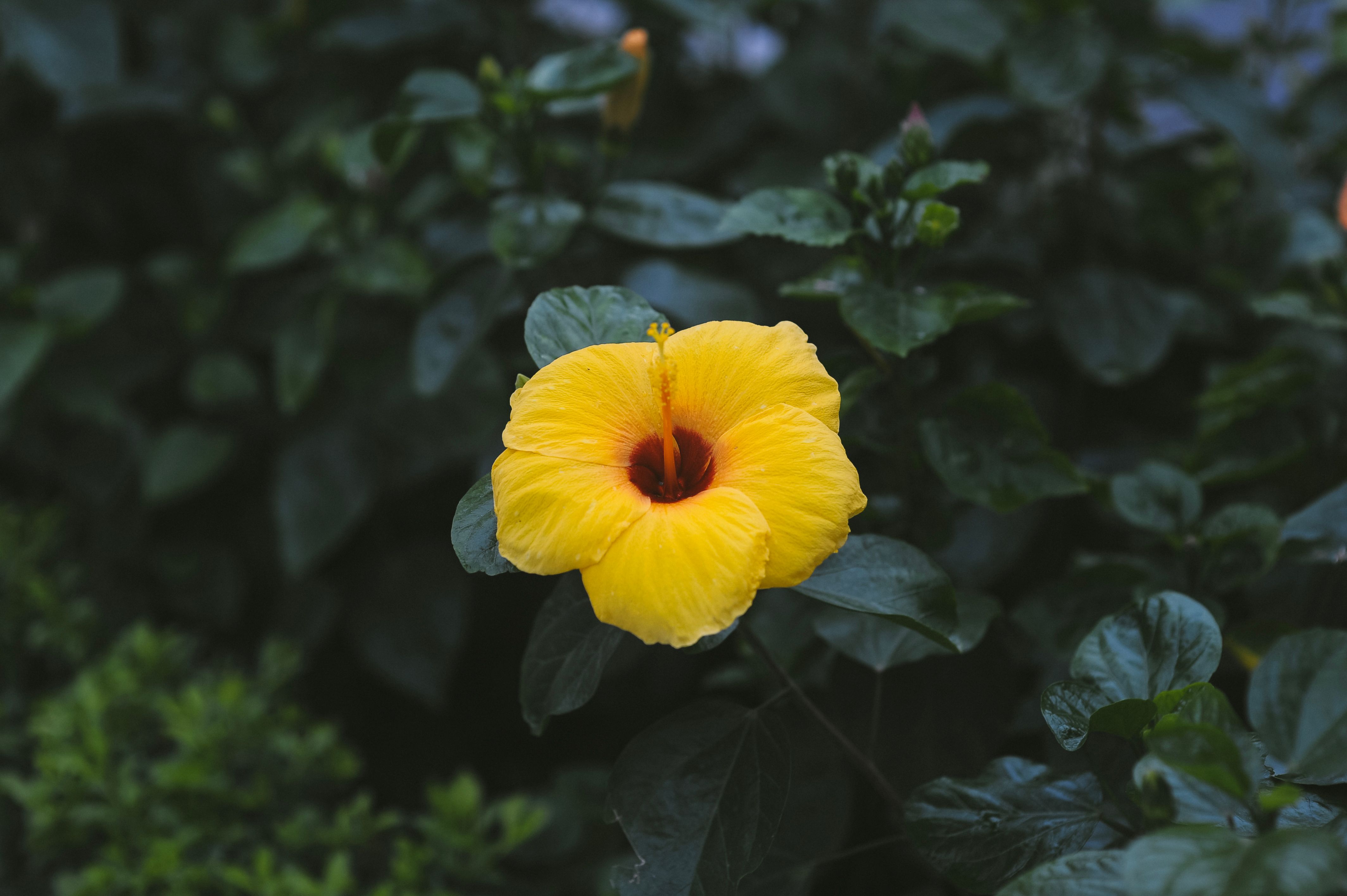 Bright yellow hibiscus flower blooming amidst lush green foliage, showcasing nature's beauty.