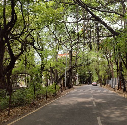 Free Tranquil tree-lined road in summer, creating a canopy with lush greenery. Stock Photo