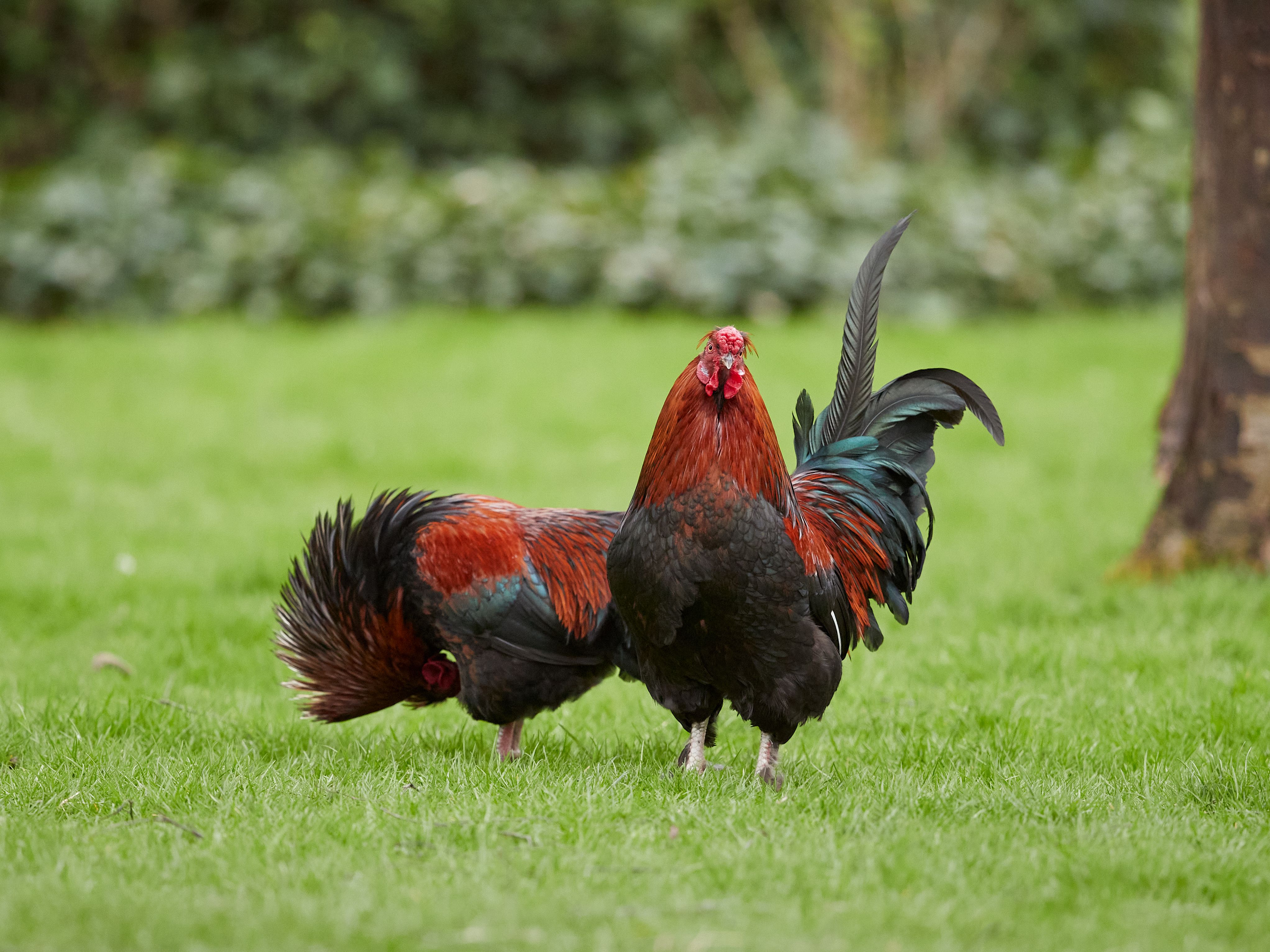 Two colorful roosters standing on lush grass in a rural setting, showcasing vibrant plumage.