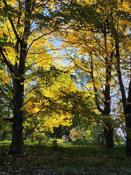 Free Vibrant autumn leaves in Olinda, Australia, showcasing the beauty of fall. Stock Photo