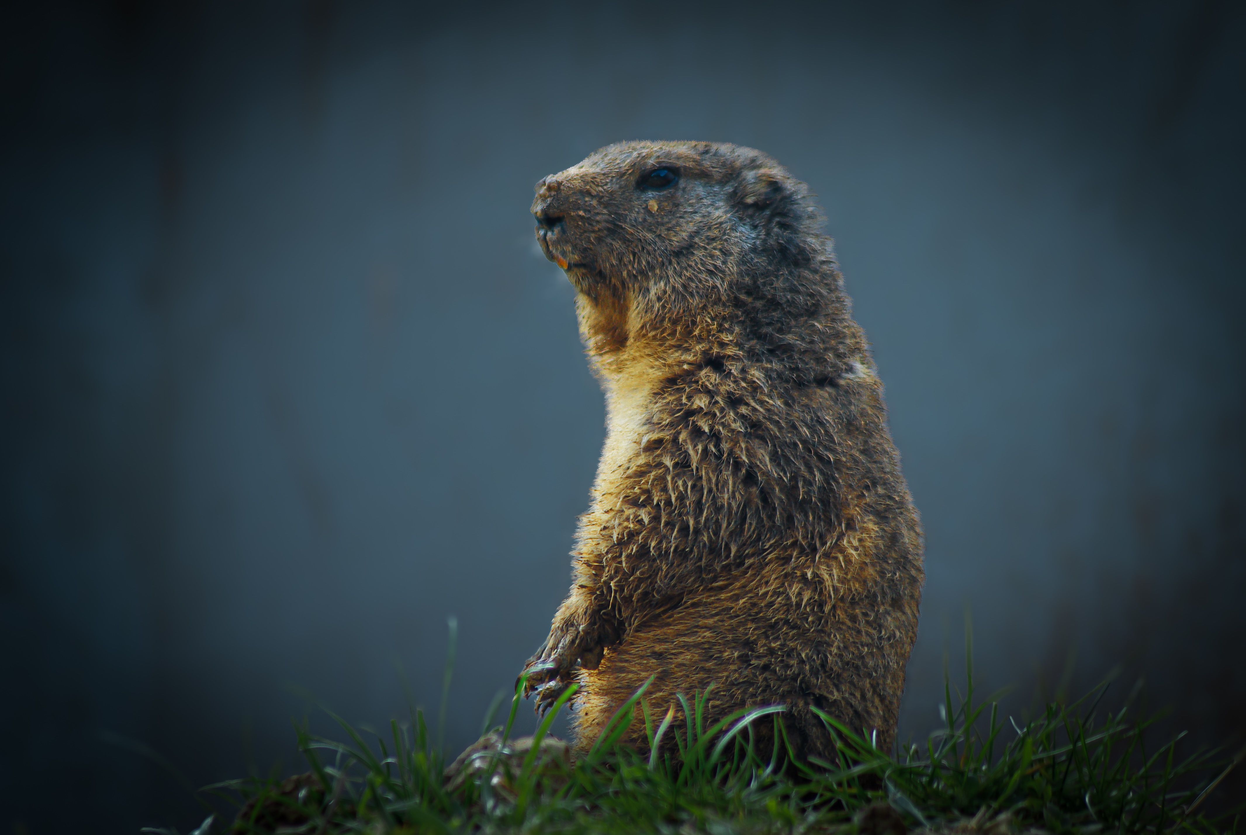 Close-up of a European Groundhog in Nature · Free Stock Photo