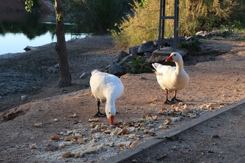 Free Two white geese eating bread crumbs by a tranquil lakeside during sunset. Stock Photo