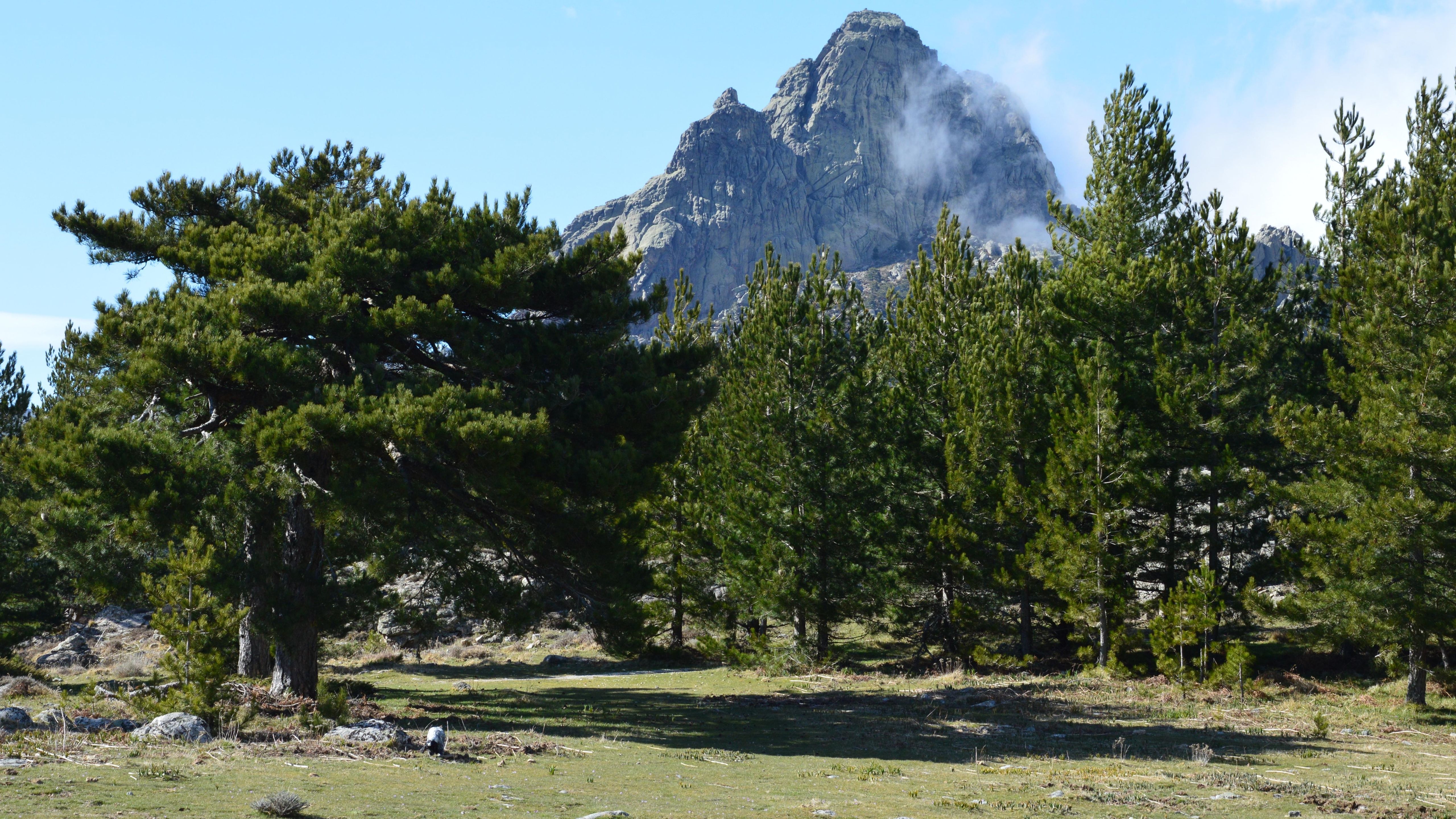 Beautiful landscape of pine trees and mountains in Zonza, Corse, France.