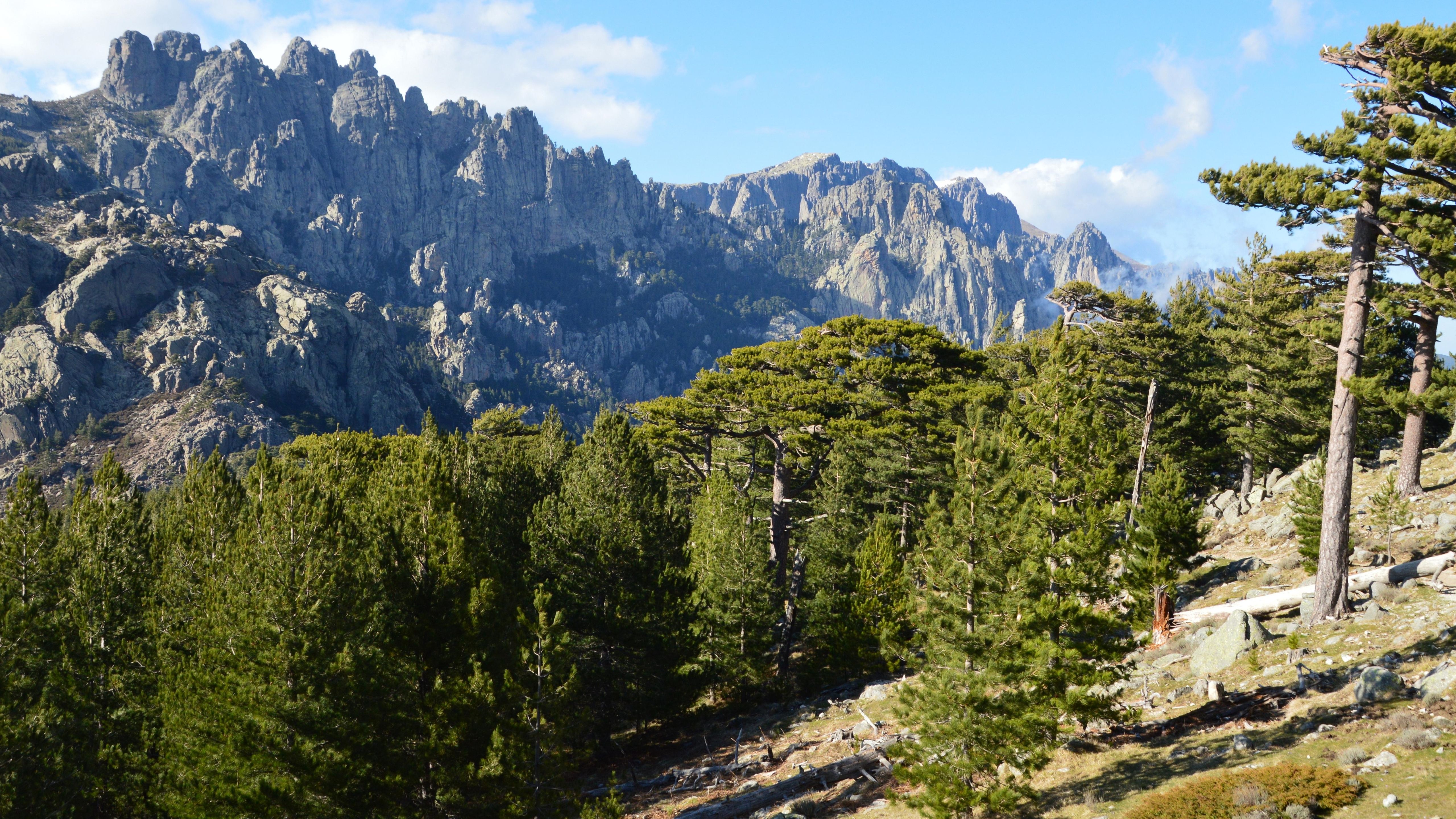 Breathtaking view of mountains and pine forests in Zonza, Corsica, France.