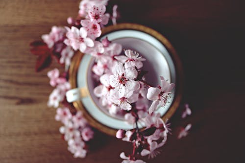 Free Pink Flowers in Pot Stock Photo
