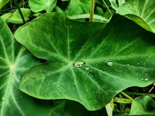Free Detailed view of a vibrant green taro leaf with fresh morning dew drops. Stock Photo