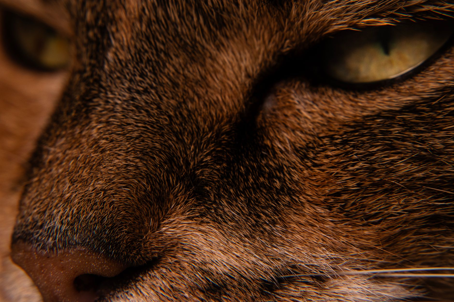 close-up of cat's reflective eyes showing tapetum lucidum light sensitivity